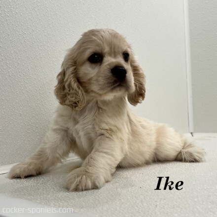 puppy, for, sale, Cocker Spaniel, Joe & Cherri  Overlease, dog, breeder, Miller, MO, dog-breeder, puppy-for-sale, forsale, nearby, find, puppyfind, locator, puppylocator, aca
